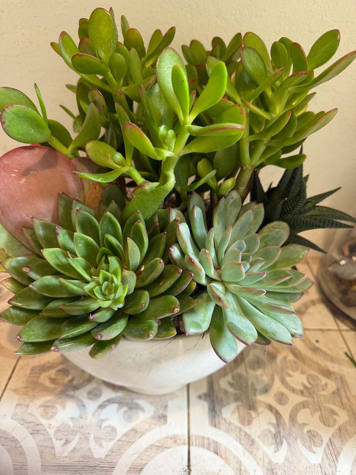 Succulent, Plant and Orchids The T Shop Lakewood