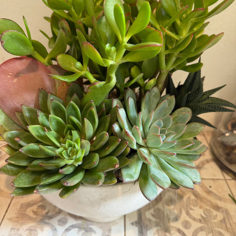 Succulent, Plant and Orchids