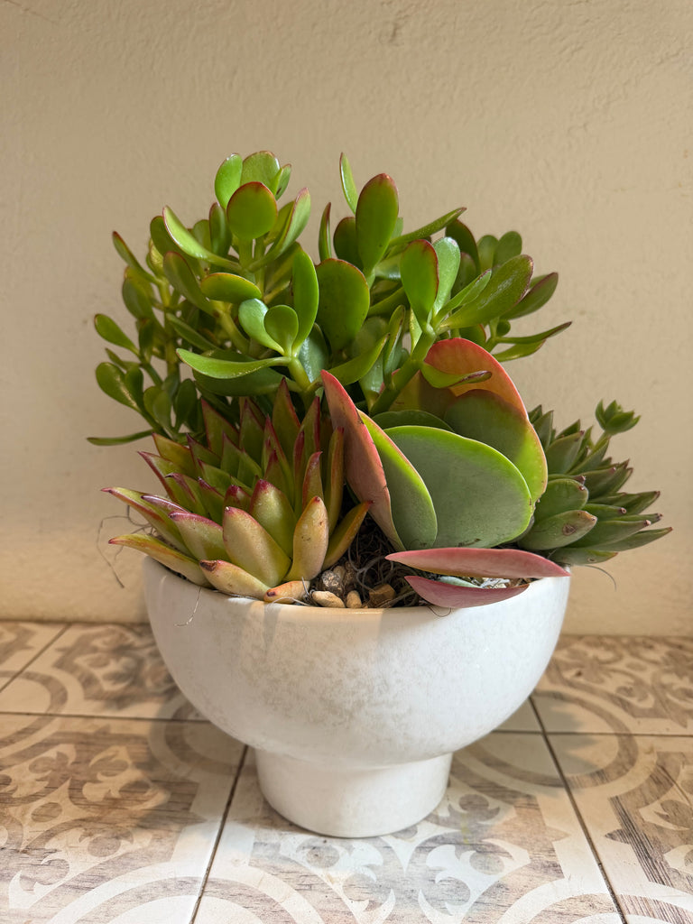 gallery of succulents In store plants and succulent gallery– The T Shop Lakewood