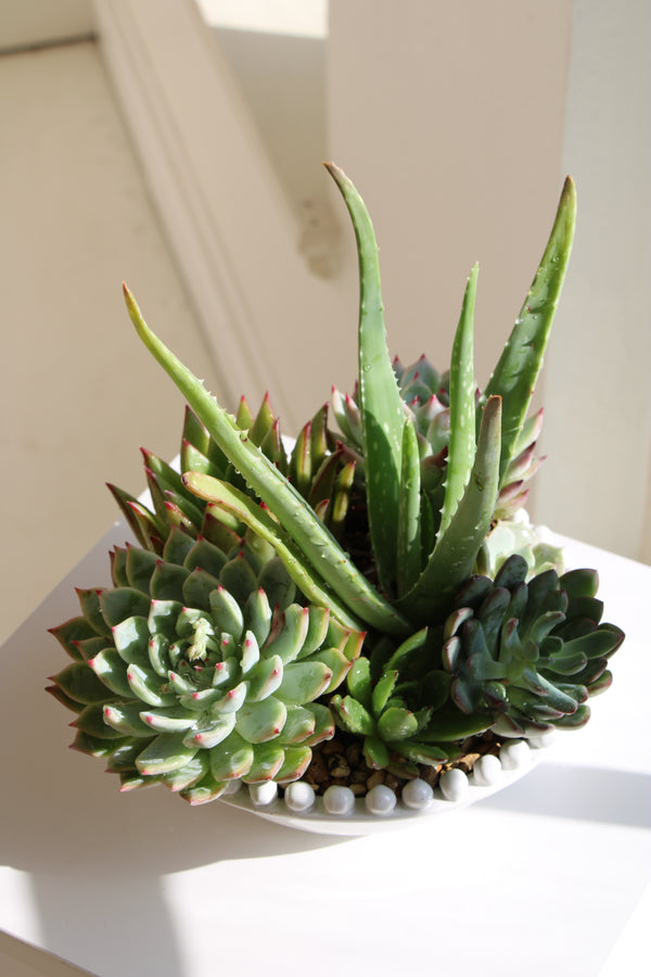 succulent for sale near me Colorful Succulents 6 Pack - Assorted 2 Inch - Live Succulent Plants main image 1