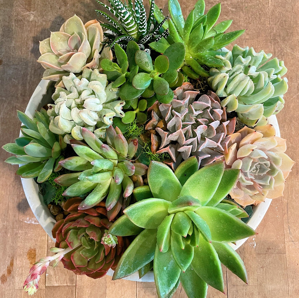 buy succulent bowl Large Succulent Bowl– The T Shop Lakewood